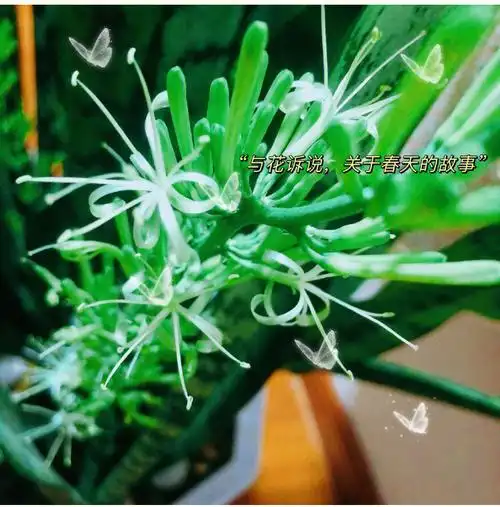 虎皮兰开花据说有好运哦～96969698