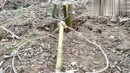 农村捕猎牛人巧设野鸡套陷阱灵敏度超高一抓一个准