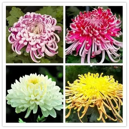 美浪,绿菊等多个品种今年展出的菊花品种多样今年不收门票哦~~!