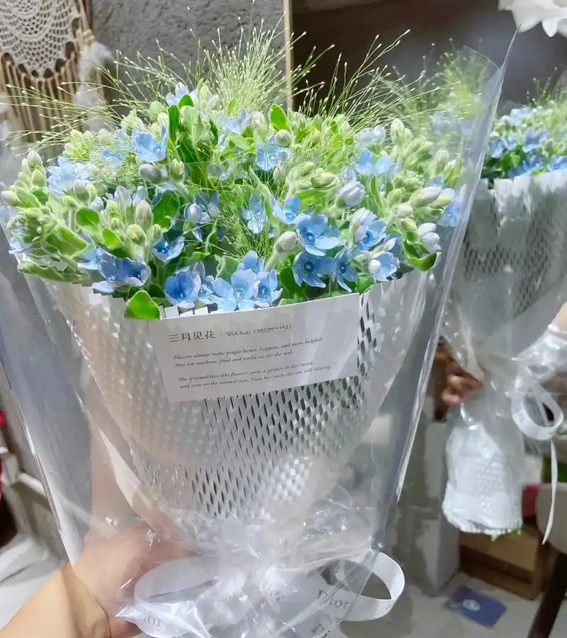 蓝星花的花语,珍惜当下,把握现在.#蓝星花花束 - 抖音