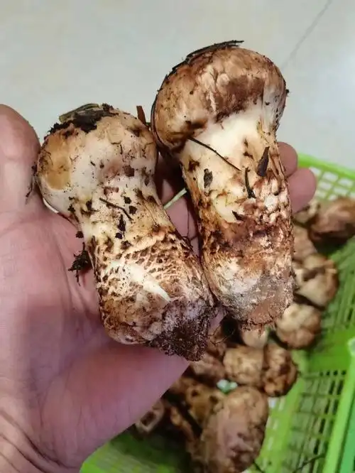 新鲜松茸刚下山只有两公斤