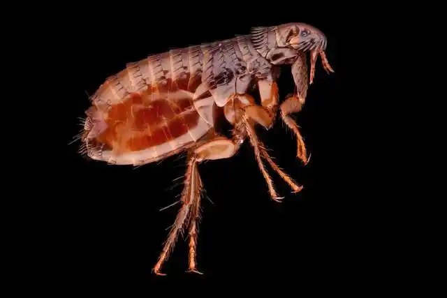 显微镜下跳蚤的真实面目