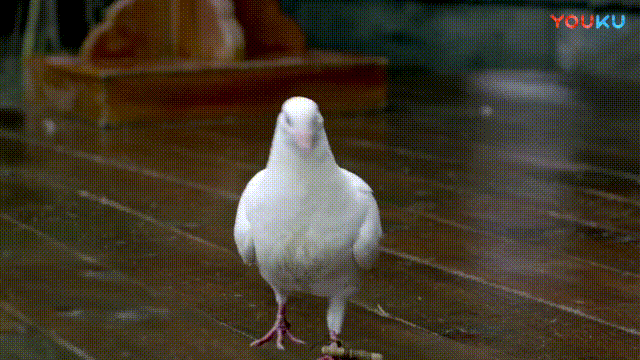 吴磊小帅哥小鲜肉阳光gif动图_动态图_表情包下载_soogif