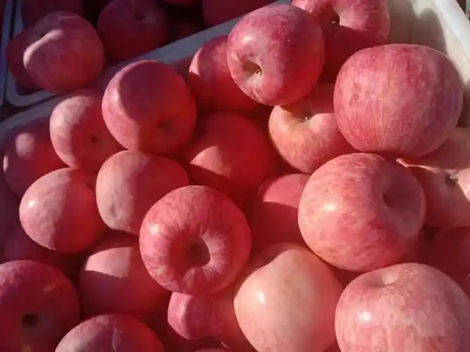 宜君苹果红富士