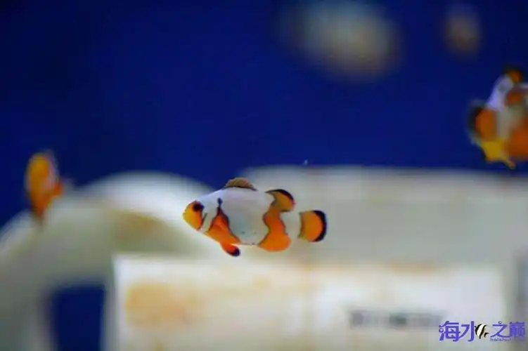 【小丑鱼】雪印小丑品种(白金小丑鱼),不是正统小丑鱼品种吧?