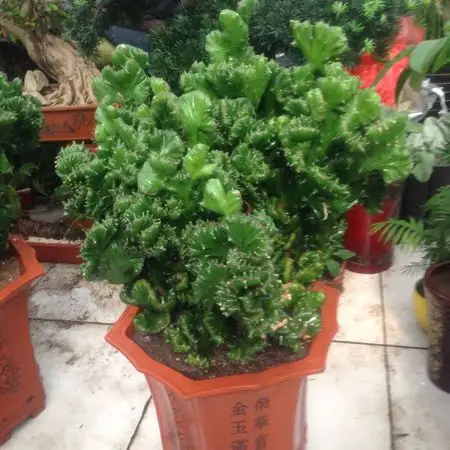 这个大特大号金麒麟花值多少钱