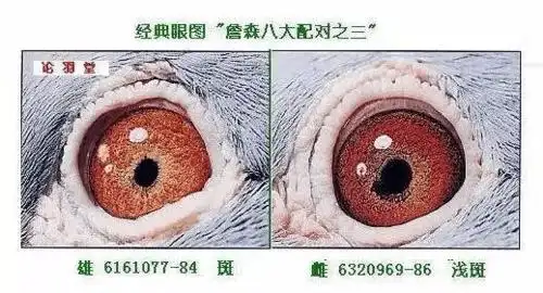 詹森八大配对种鸽
