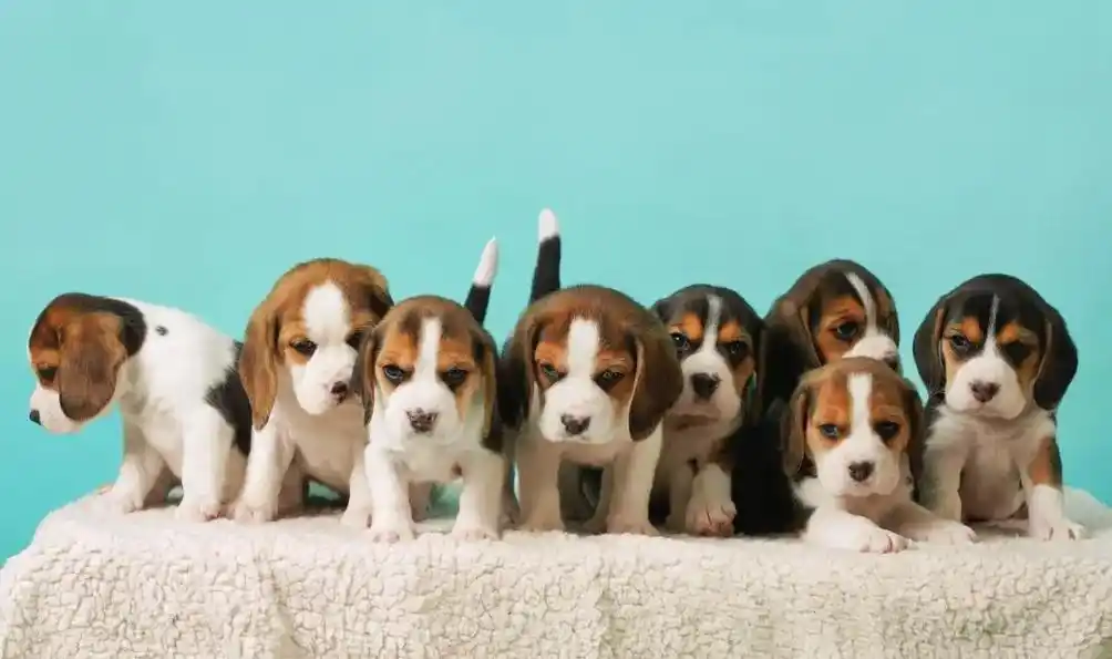 抖音宠物图鉴 #比格犬史努比 #抖音图文来了 #比格犬 超 - 抖音