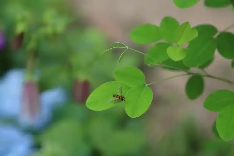 夏日欢喜 | 恰似光阴对草木的钟情