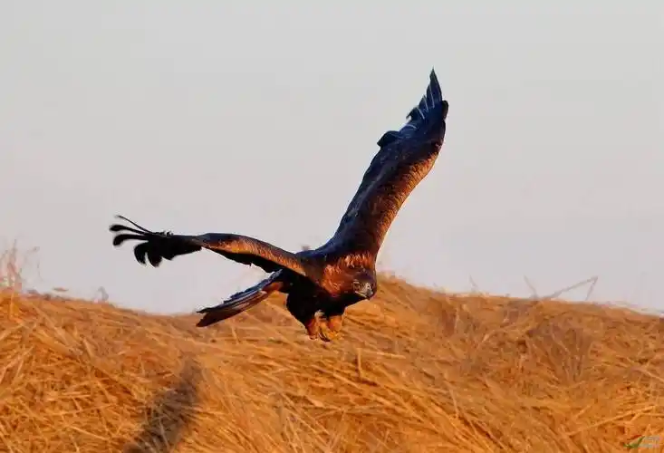 金雕真的是狼的天敌?_猎物_动物界_实力
