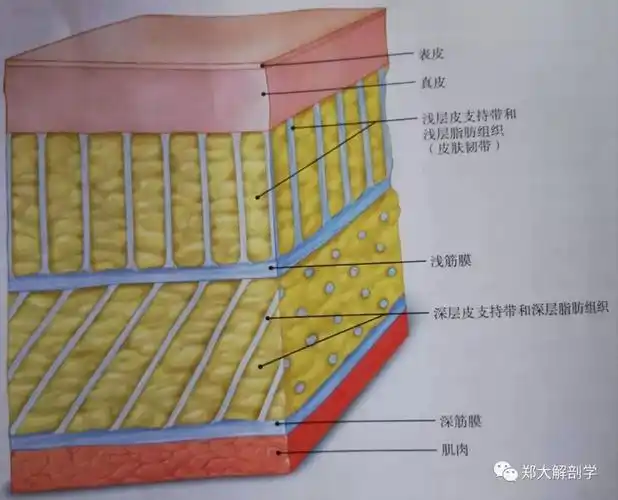 筋膜系列气候病