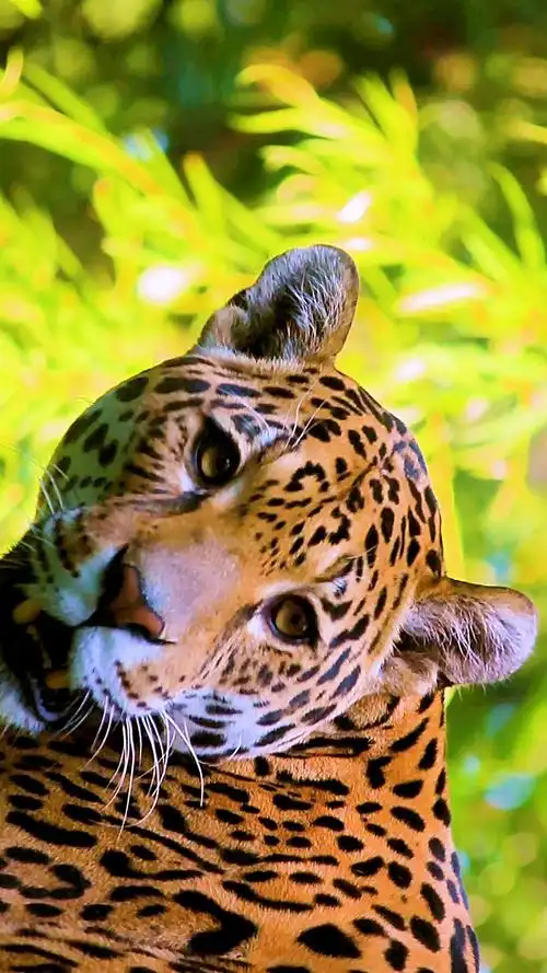 动物世界#第一集:世界上152种危险动物之美洲豹