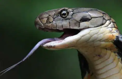 眼镜王蛇又称山万蛇,过山峰,大扁颈蛇,大眼镜蛇,大扁头风,扁颈蛇,大膨