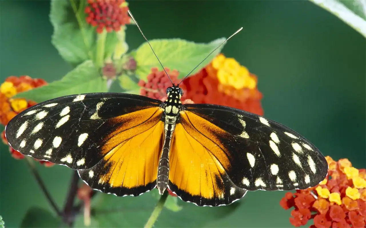 绿色护眼小清新美丽蝴蝶田园风光高清桌面壁纸第二辑