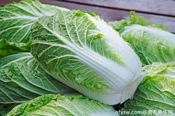 包白菜种植时间和方法