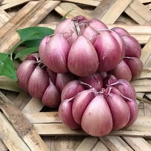 【精选果蔬】云南紫皮大蒜干蒜头紫皮蒜多瓣蒜红皮蒜1-5斤装 特级多瓣