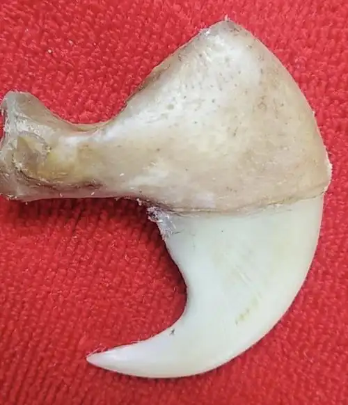 求大神鉴定是不是真虎爪?