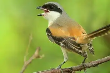 伯劳鸟叫声,唱口清脆,婉转多变,猛禽中的"唱鸟"