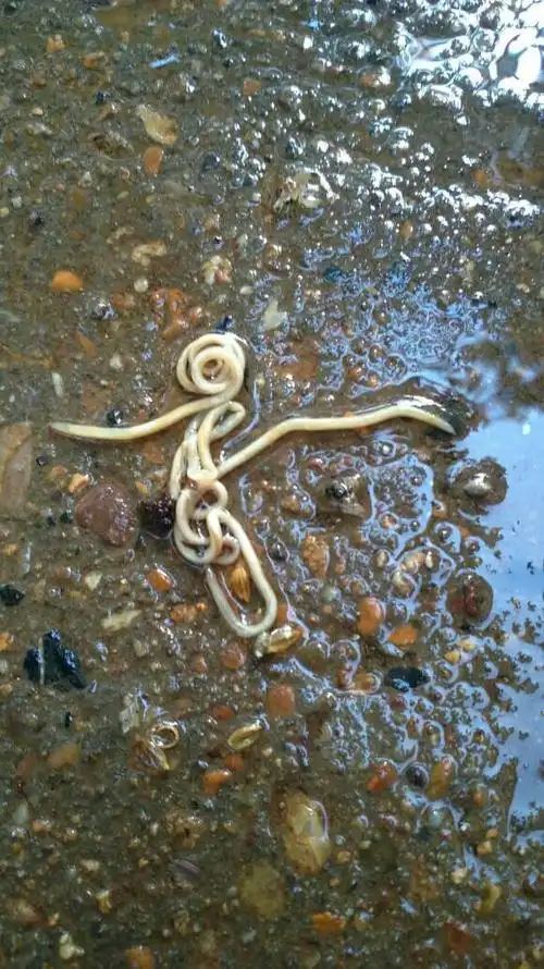 狗狗拉出来的,是什么虫子,怎么治疗