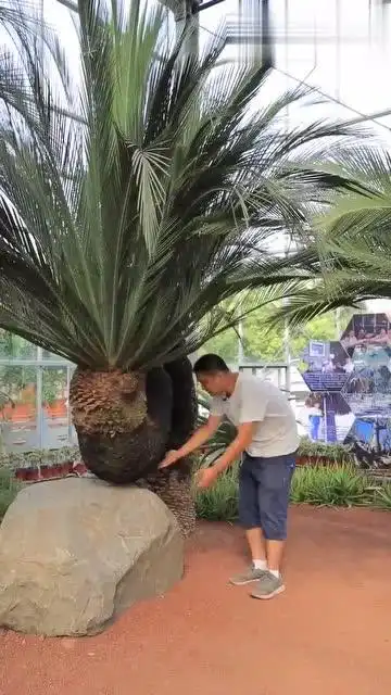 世上最大的铁树,摩尔大苏铁,具有极高的园林观赏价值