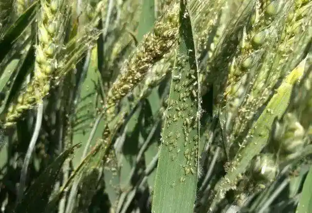 小麦病害虫害那么多你真的认识吗病虫害对照图谱