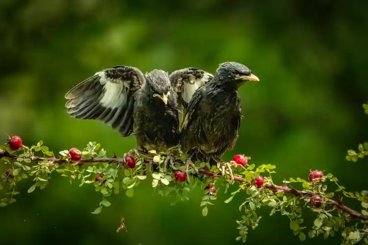 八哥雏鸟·上篇