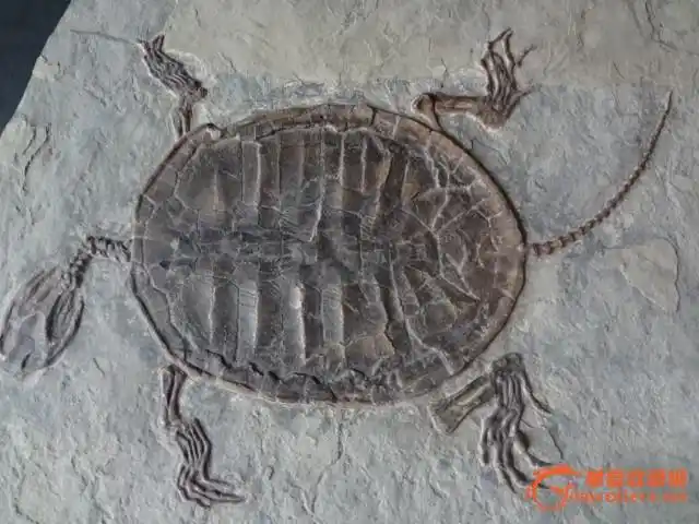 孔子鸟化石鉴定和图片