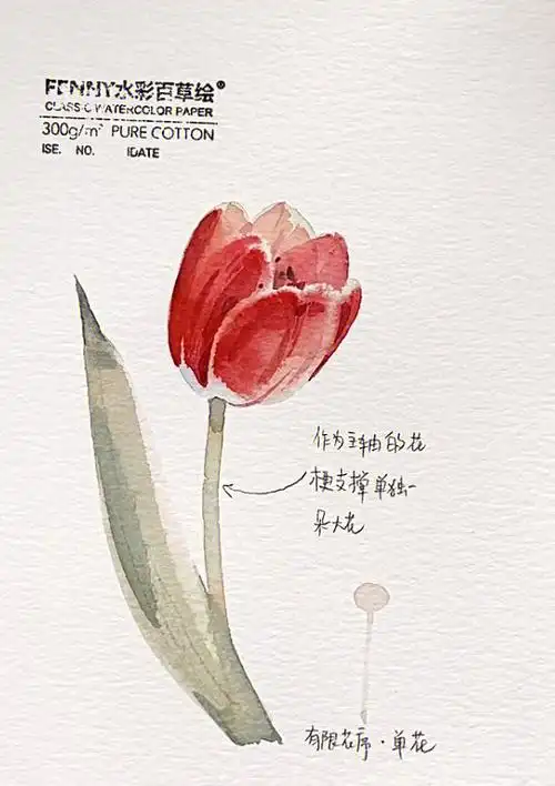 干货60水彩花卉保姆级绘画教程