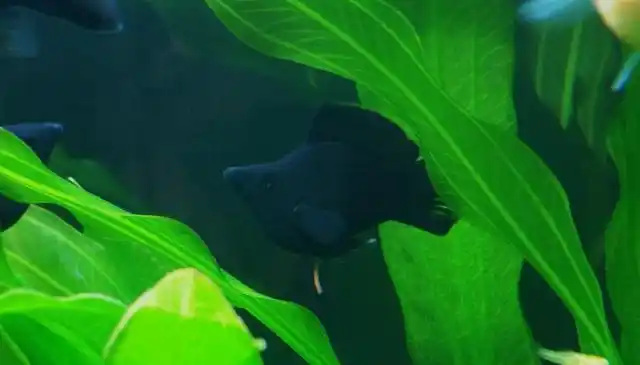 黑皮球鱼肛门发白多久生小鱼?