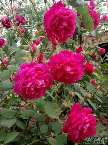 软香红 - 月季,蔷薇,铁线莲 浴花谷论坛