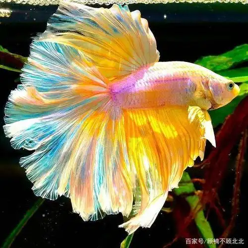 花瓣般的鱼尾巴,太美了