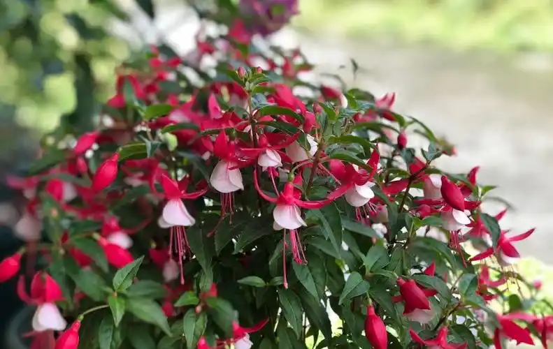 倒挂金钟很难养?关键是掌握技巧,长成老桩,爆盆开花才叫美