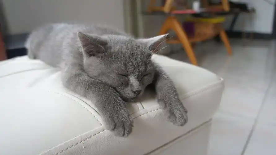 懒猫- 凑个热闹晒猫