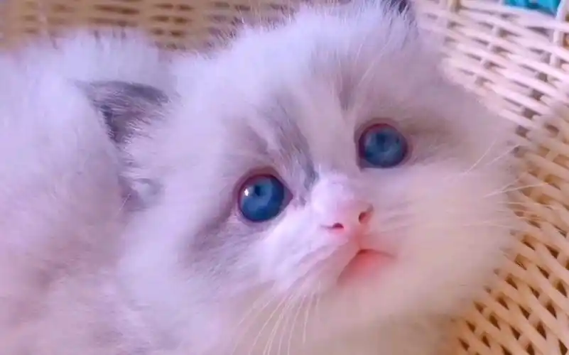 你以为的小奶猫,实际…想养只小布偶猫的找我吧