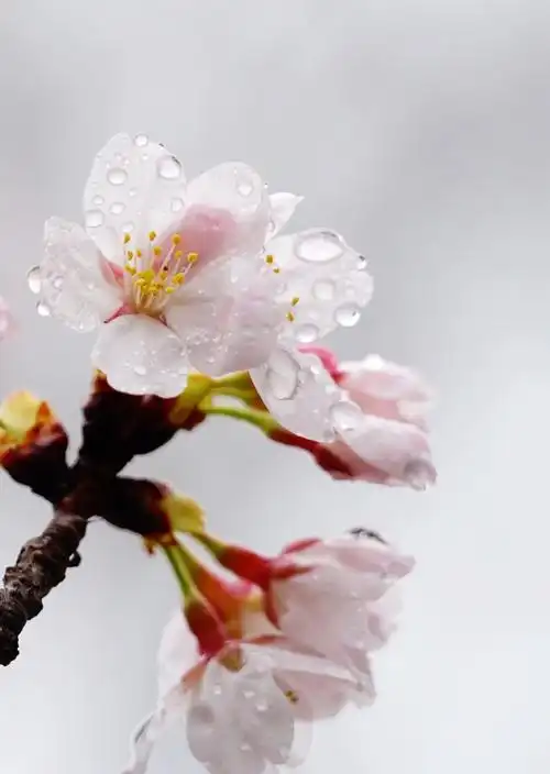 雨中的花见:神户樱花篇