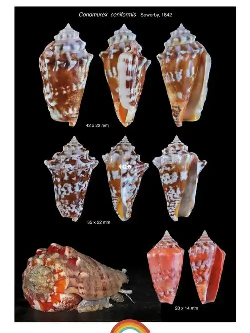 海螺贝壳凤凰螺科strombidae