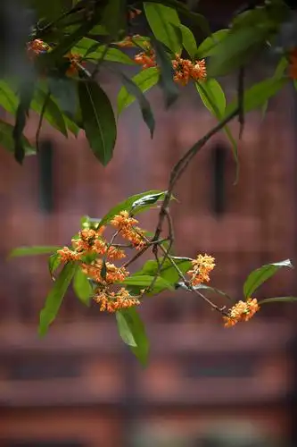 八月桂花 十里飘香