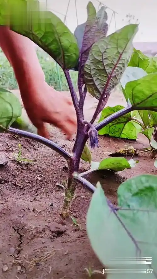茄子 整枝打叶不可少,通风透气有光照.方法做的对,产量翻一倍.