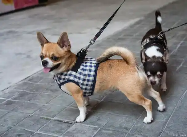 吉娃娃与小鹿犬:不只是名字的区别,你真的了解它们吗?