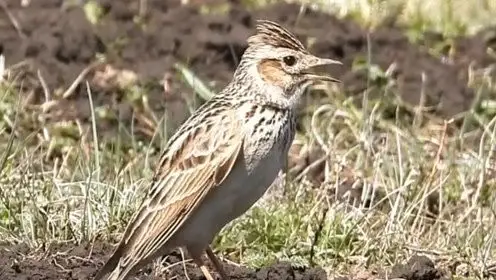 大自然云雀鸣唱,小时候经常听到的鸟叫声,很是怀念