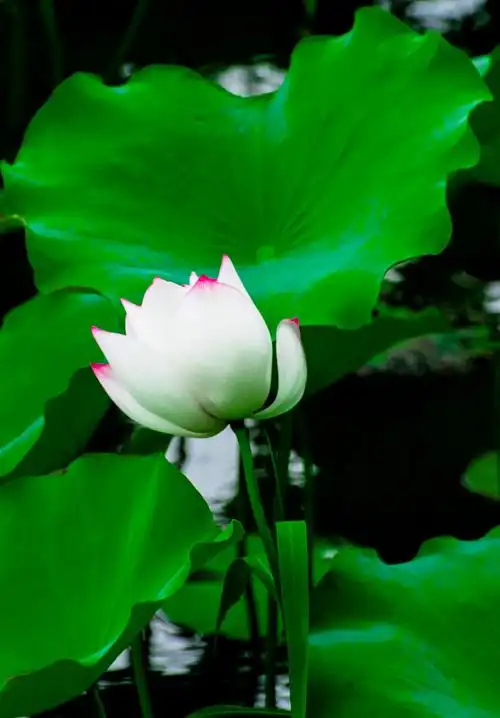 阅读704                好像远关注 12 打开微信