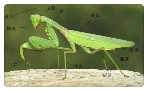 每日一画坚持画画第三十一天彩铅螳螂