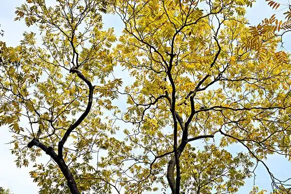 子树,患,无,深秋