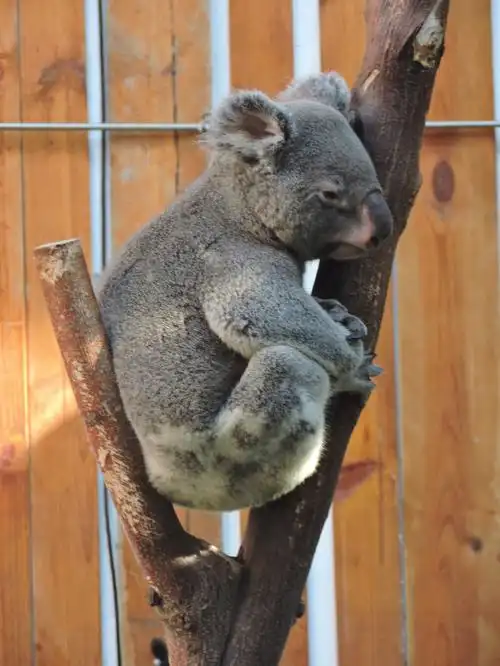 吃吃吃睡睡睡#红山动物园  #考拉