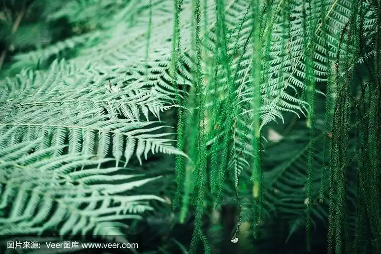 蕨类,叶子,新西兰,水平画幅,特写