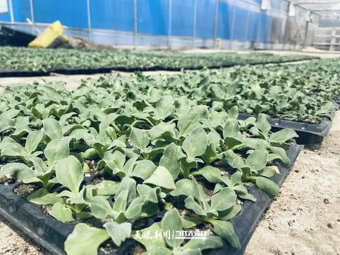 首页 融媒 正文 "现在的话,冰菜亩产可以达到三万斤左右,一年种植两季