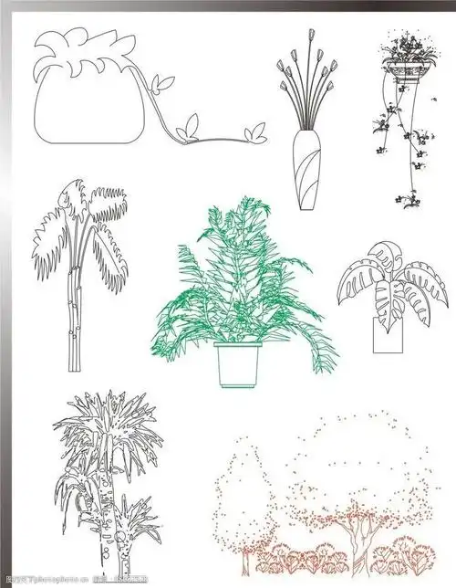 植物立面图图片