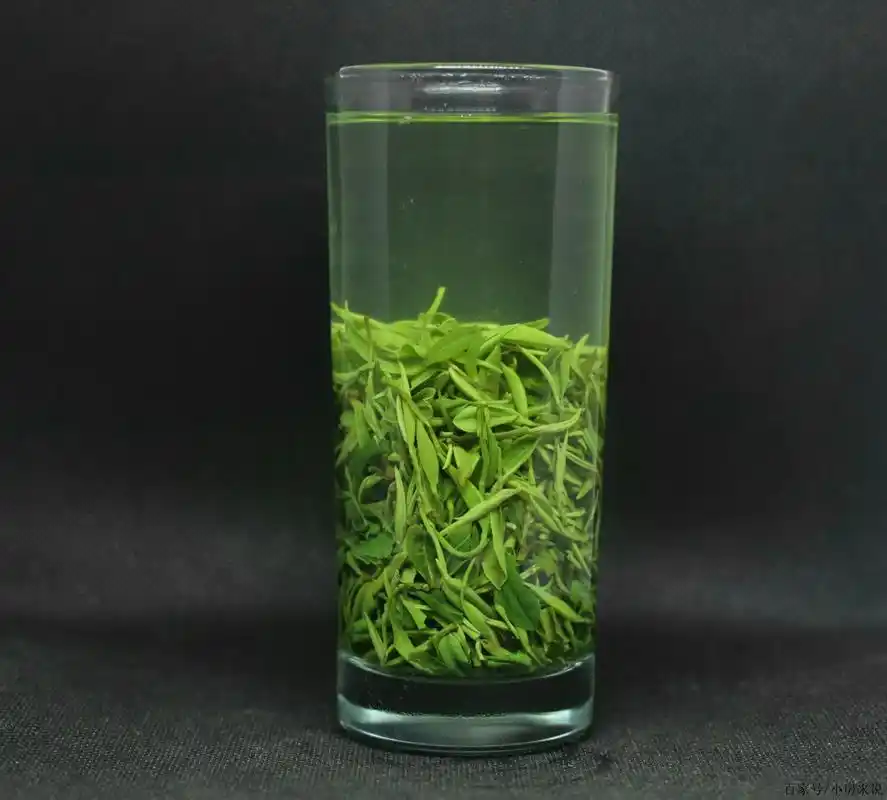 信阳毛尖如何泡?喝出不一样的新鲜感