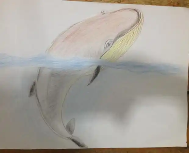 彩铅鲸