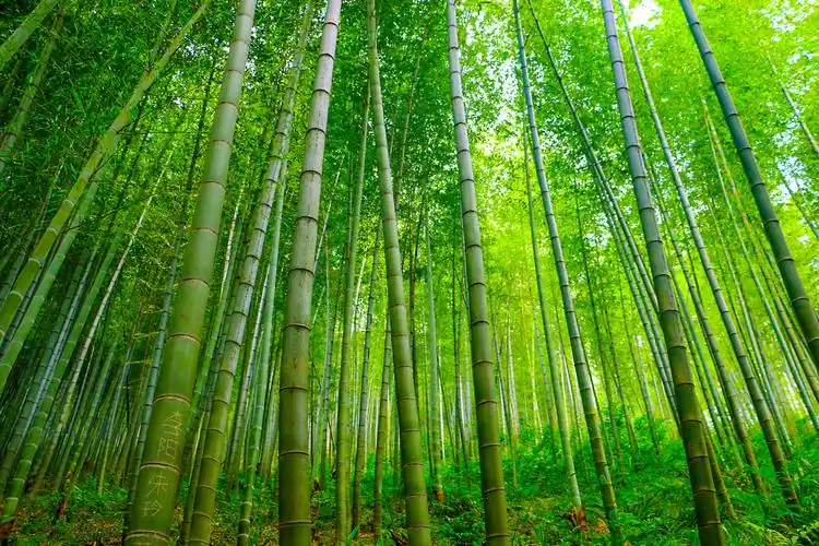 绿色竹林清凉竹海竹子背景图片唯美古风竹林小屋手绘插画海报绿色竹林